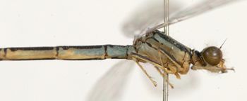 Media type: image; Entomology 12461   Aspect: habitus lateral view 3